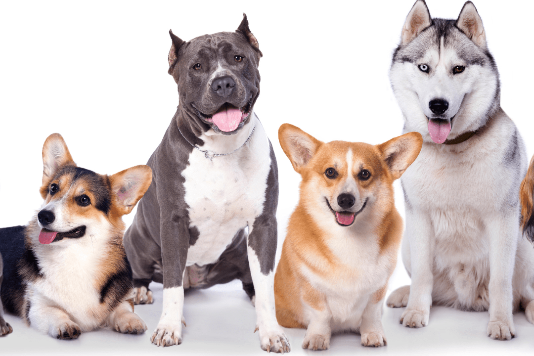 You are currently viewing Fiverr’s Platform for Dog Photographers